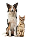 Contact us for the right business insurance to support your pet-friendly policy.